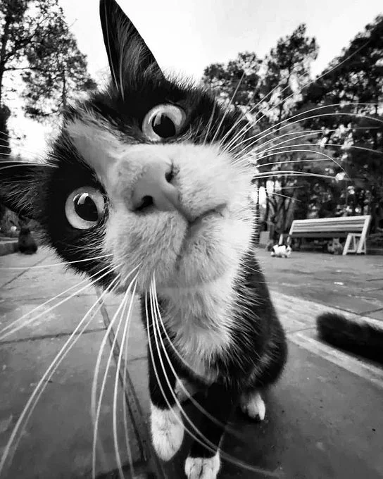 Le Chat, Photo sur papier 300g